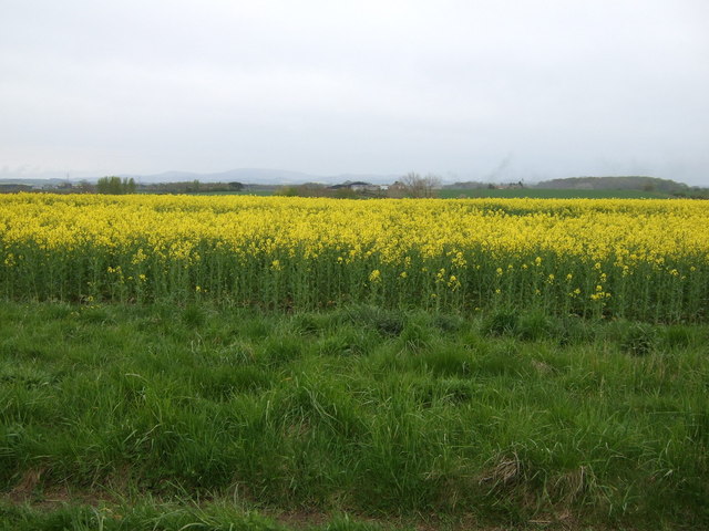 Oilseed rape crop east of Hutton