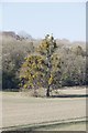 SU5231 : Mistletoe in the Trees by Bill Nicholls