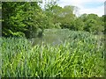 Tewin: Tewin Orchard Nature Reserve Pond