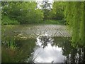 Harmer Green: The village pond