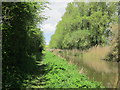 Tree lined Kennet and Avon Canal near Horton