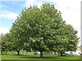 Burnham Green: Horse chestnut trees