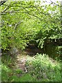 Overgrown track on Tor Down