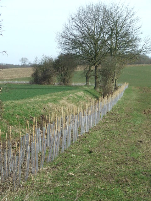 New Hedge