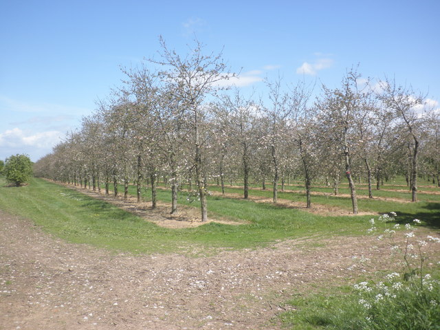 Orchard on Park Lane