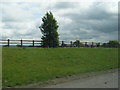 M40 fence and isolated tree south of Junction 12