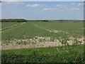 TL3543 : Pea field by Harcamlow Way by Hugh Venables