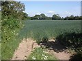 Field near Shortlands Farm