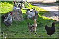 West Somerset : Knaplock Farm Chickens