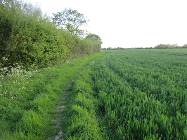 Footpath between hedge and crops