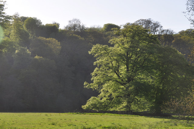 West Somerset : Grassy Field