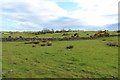 Farmland at Campdouglas