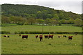 Cattle Grazing Near The Eastern Cleddau