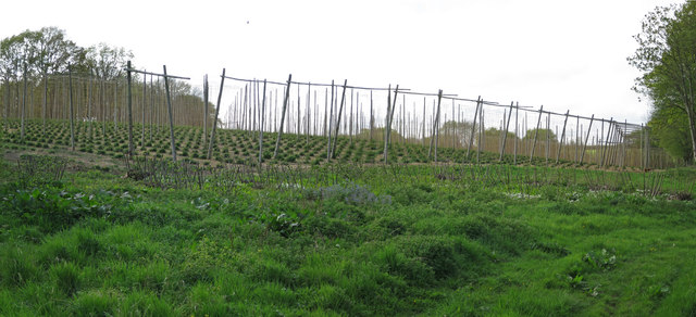 Hop field at Kitchenham Farm