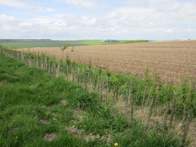 New hedge and ploughed field