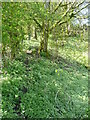 Nettles and Himalayan balsam on Sowerby bridge FP81, Norland