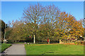 Trees by the River Thames in Oxford