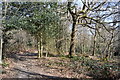 TQ5738 : Tunbridge Wells Common by N Chadwick