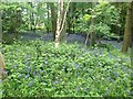 Bluebells in Root Spinney