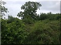 Scrubland/Woodland