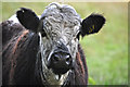 West Somerset : Cattle Grazing