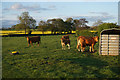 Cows by Mile House Farm