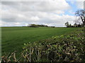 Fields & woods at Kirkbarrow