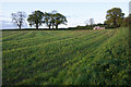 Field cut for silage