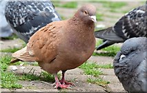 J3374 : Feral pigeon, Belfast (May 2015) by Albert Bridge