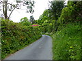 Lane lined with wild flowers, Manaton, Dartmoor