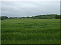 Crop field of Cadeby Lane