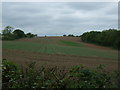 Crop field off Merrylees Road