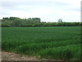 Crop field near Hut Spinney