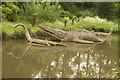 View of dinosaurs in the Dinosaur Trail in Crystal Palace Park #8