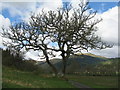 NN5420 : Oak tree near Balquhidder by M J Richardson