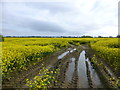 Rapeseed field near Ballyhenry