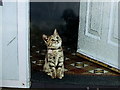 Cat at the front door, Ballycastle