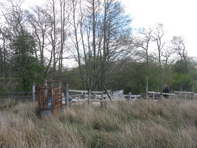 Working with the sheep at Kilchurn