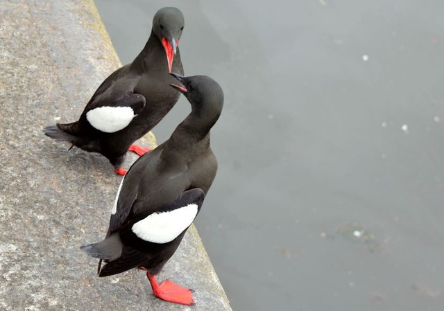 Black guillemots, Donegall Quay, Belfast (May 2015)