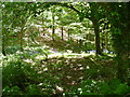 Bluebells in Townsend Wood