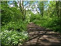 Path in Howardian Nature Reserve, Cardiff