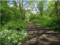 ST2078 : Path in Howardian Nature Reserve, Cardiff by Robin Drayton