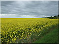 TA1373 : Oilseed rape crop off the A165 by JThomas
