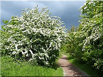 ST2079 : Hawthorn bushes in flower, Howardian Nature Reserve, Cardiff by Robin Drayton