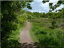 ST2079 : Path in Howardian Nature Reserve, Cardiff by Robin Drayton