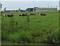 Cows at Peewit Farm