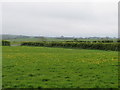 NY2343 : Grassland near Bolton Low Houses by Matthew Hatton
