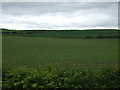 TA1276 : Crop field, Rosedale Farm by JThomas