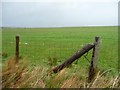 NY3241 : Fenced sheep pasture, west of Hazel Gill by Christine Johnstone