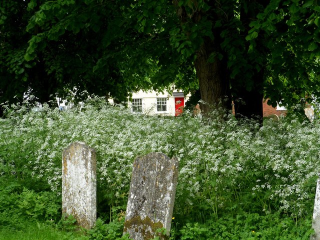 Cow Parsley and gravestones, St Mary's Standon